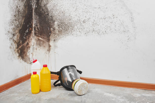 Best Mold removal after water damage  in Blairsville, PA